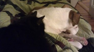Lex makes a great kitty-pillow.